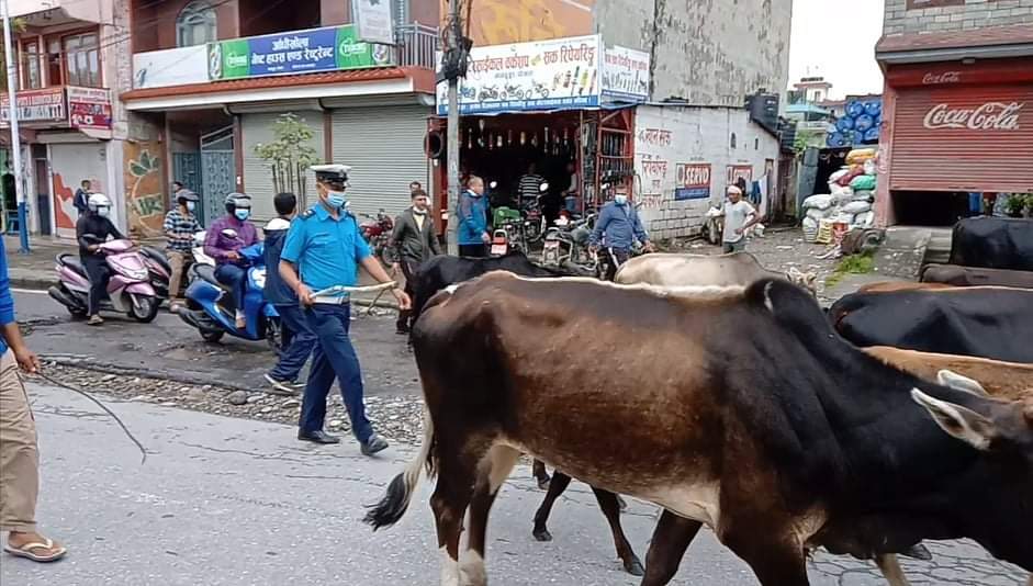 छाडा चाैपायाहरूलाई व्यवस्थित गर्दै कास्की प्रहरी