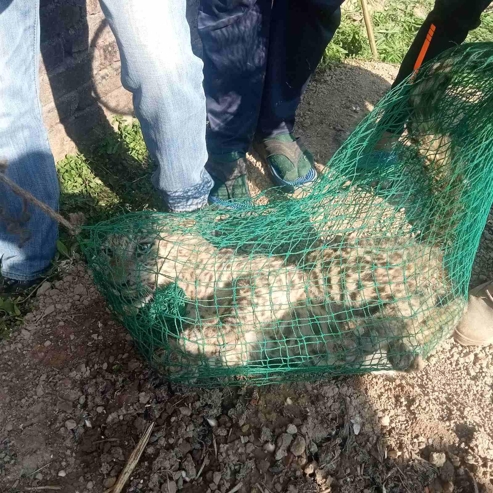 नैकाप पनेरु गाउँ छिरेको चितुवा नियन्त्रणमा
