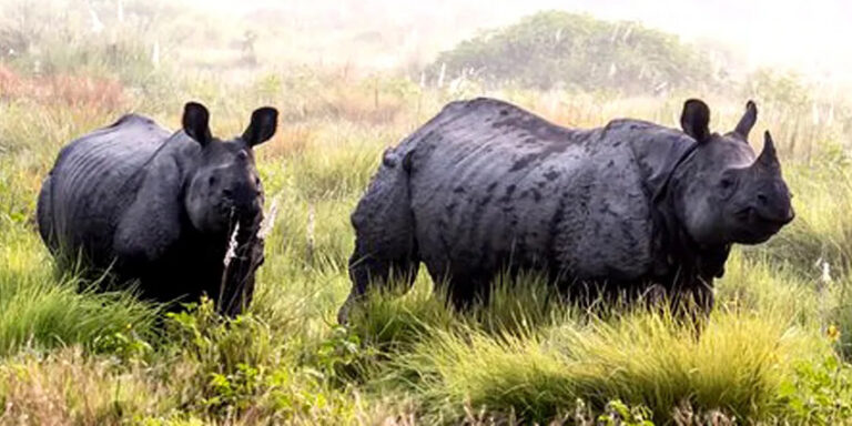 गैडा संरक्षणबारे पाँच देशका विज्ञबीच चितवनमा छलफल