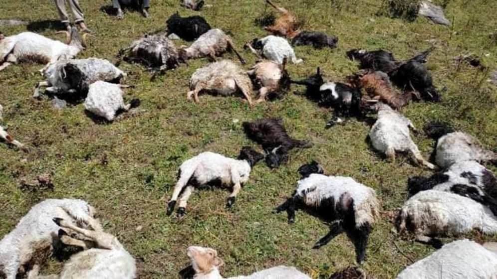 म्याग्दीमा चट्याङ लागेर ४५ भेडा मरे