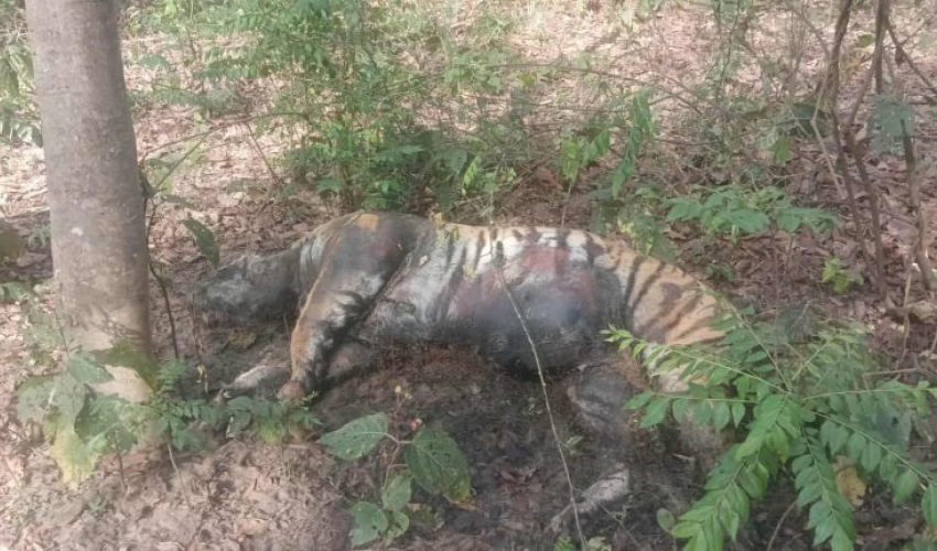 कैलालीको टिकापुरमा मृत अवस्थामा फेला पर्यो पोथी पाटे बाघ, भालेको आक्रमणको आशंका